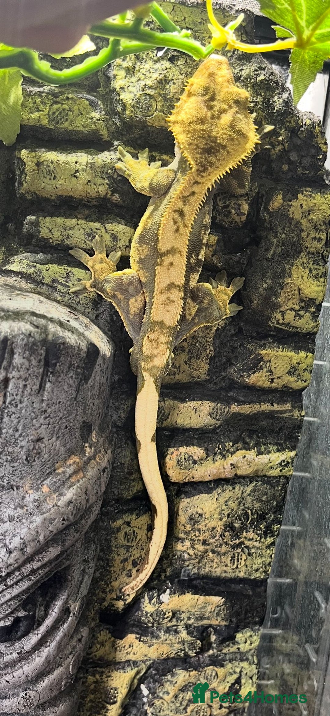 Gecko reptiles for sale: Crested geckos - Image 3