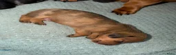 Miniature Dachshund dogs for sale: Miniature dachshund  - Advert 4