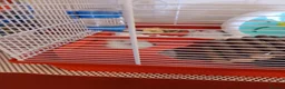 Hamster rodents for sale: Dwarf winter white hamsters - Advert 8