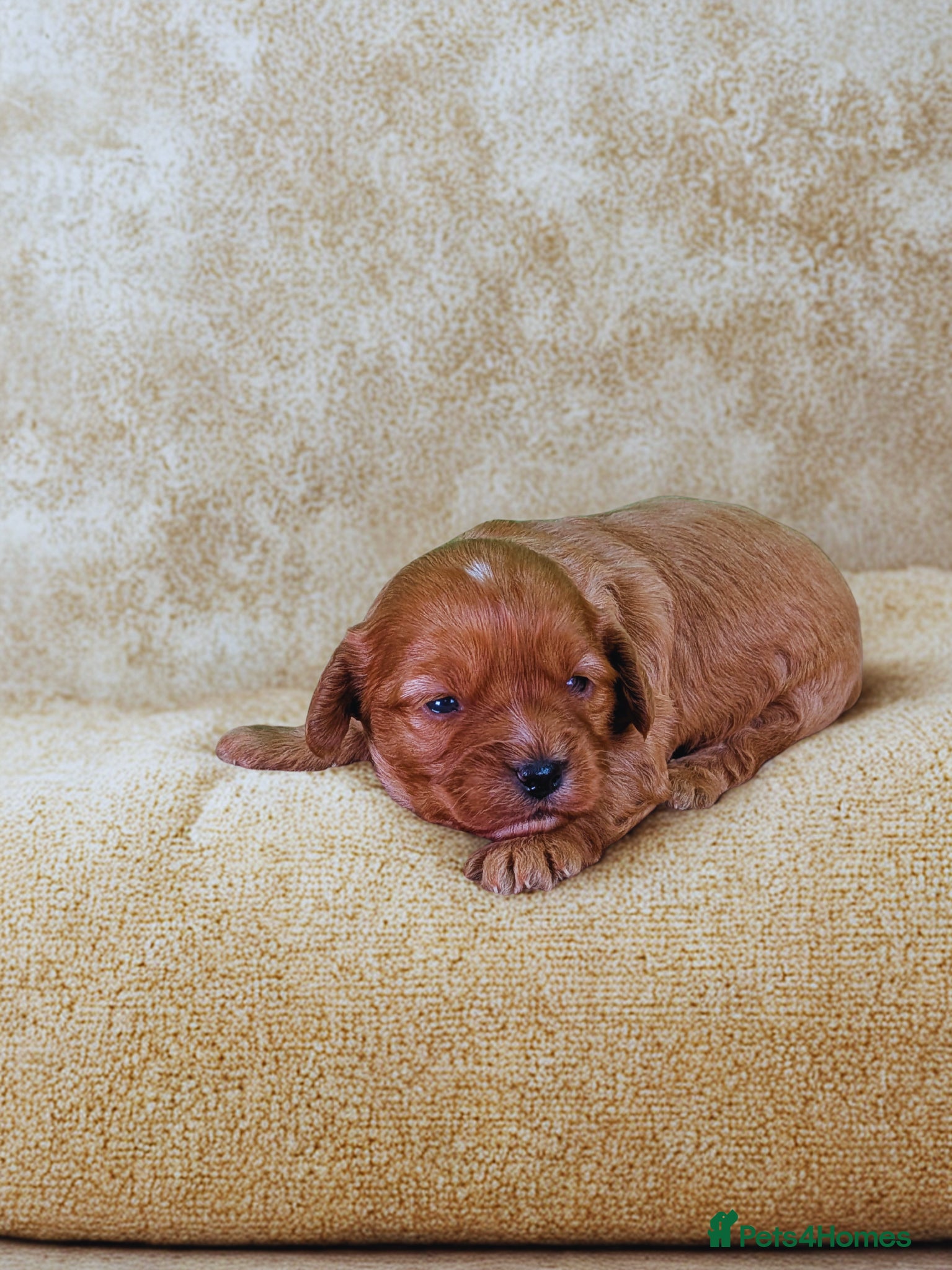 Cavapoo dogs Adorable Cavapoo Pup Ready For Her Forever Home! - Advert 1