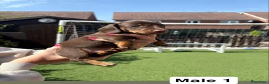 Miniature Dachshund 1