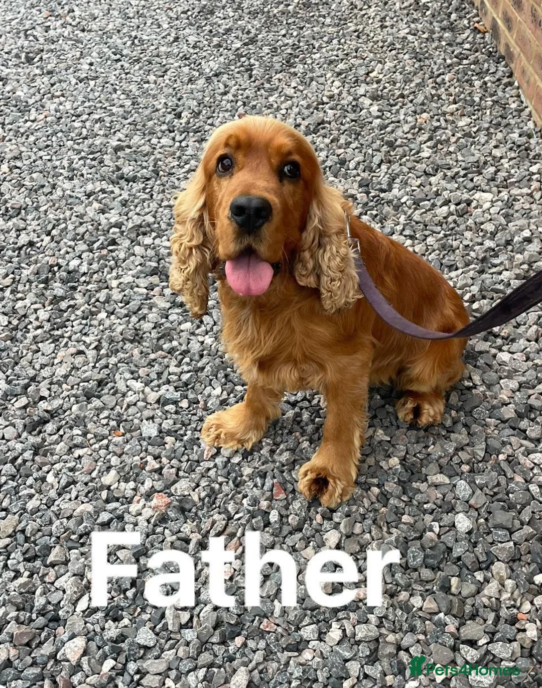 Cocker Spaniel dogs for sale: OUTSTANDING ADORABLE SHOW TYPE COCKER SPANIEL  - Advert 36