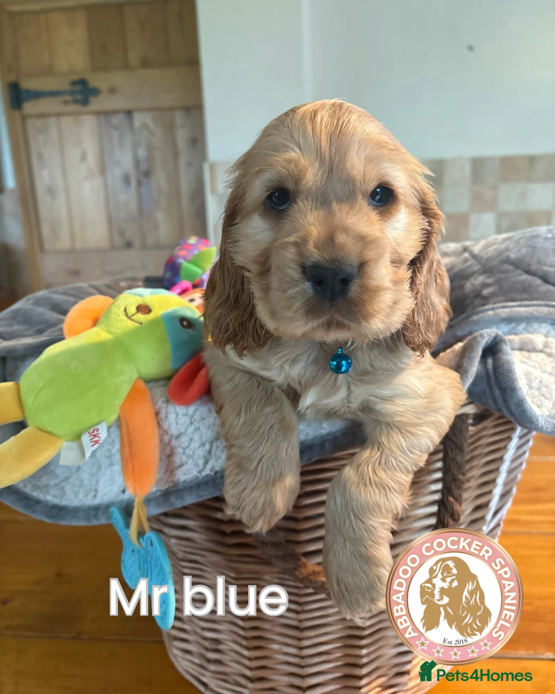Cocker Spaniel dogs for sale: Gorgeous Golden Show Cockers - Advert 2