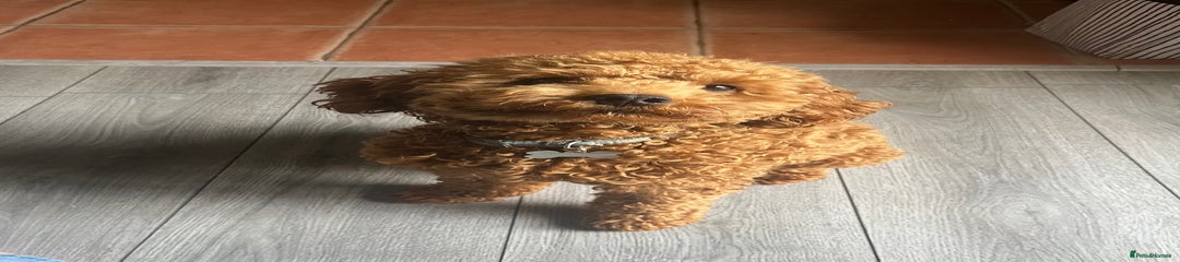Cavapoo Puppy 1