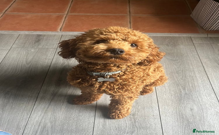 Cavapoo dogs - Advert 10