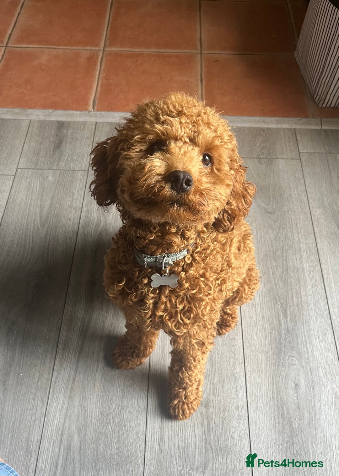 Cavapoo dogs for sale: Male Cavapoo for Rehome - Image 1