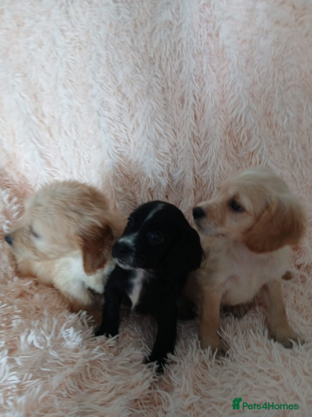 Cockapoo dogs for sale: Cockapoo puppies  - Image 6