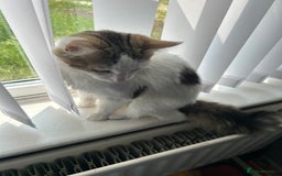 Mixed Breed cats for sale: White and tabby male 1 year old  - Image 3