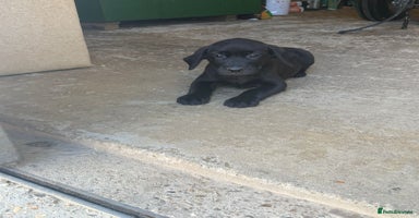 Labrador Retriever dogs - Advert 6