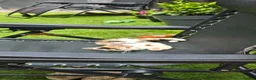 Mixed Breed cats for sale: Bengal cross kittens - Advert 3