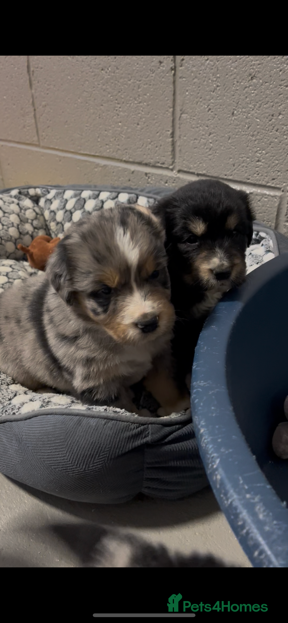 Mixed Breed dogs Australian Shepherd x Golden Retriever Merle&black - Advert 2