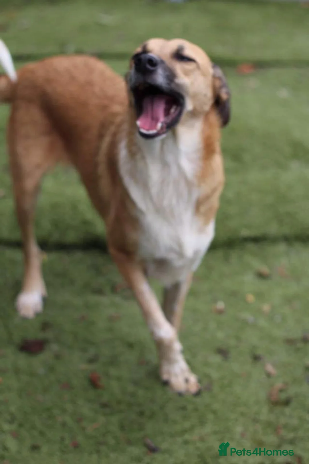 Mixed Breed dogs for adoption: Tessa and Tosca -looking for a home together in Ayr - Advert 3