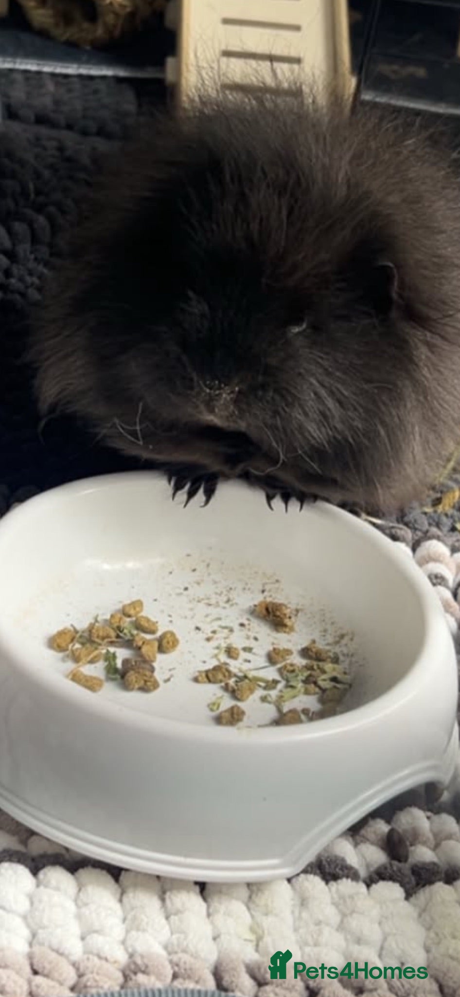 Guinea Pig rodents Swiss boars - Advert 2