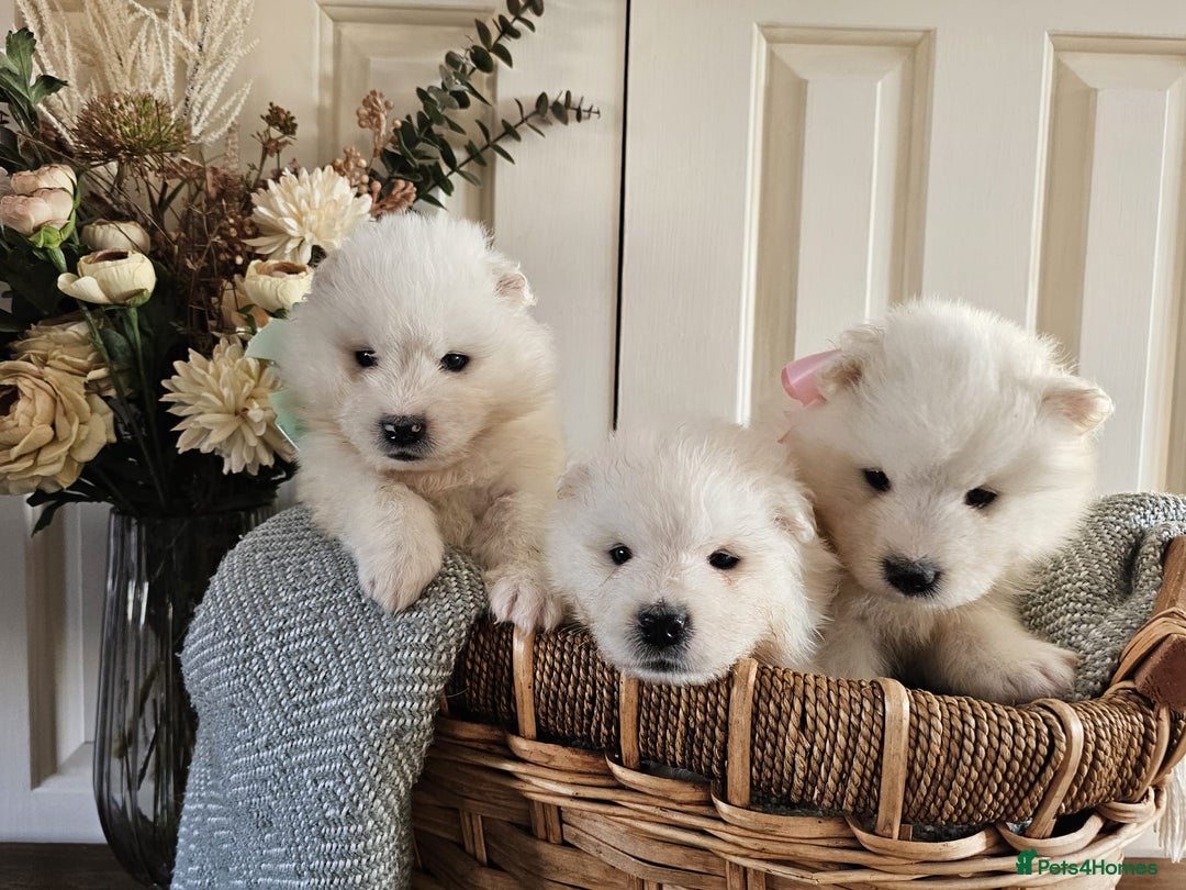 Samoyed dogs for sale: Outstanding Litter of Pedigree Samoyeds - Advert 12