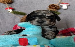 Cockapoo dogs for sale: * 1 Left* Beautiful Unique Cockapoo Puppies - Advert 18