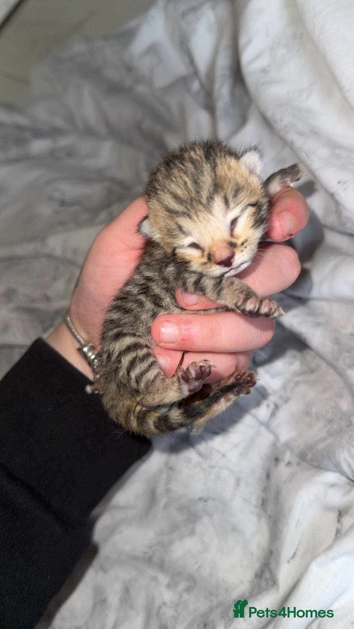 Bengal Kitten 3