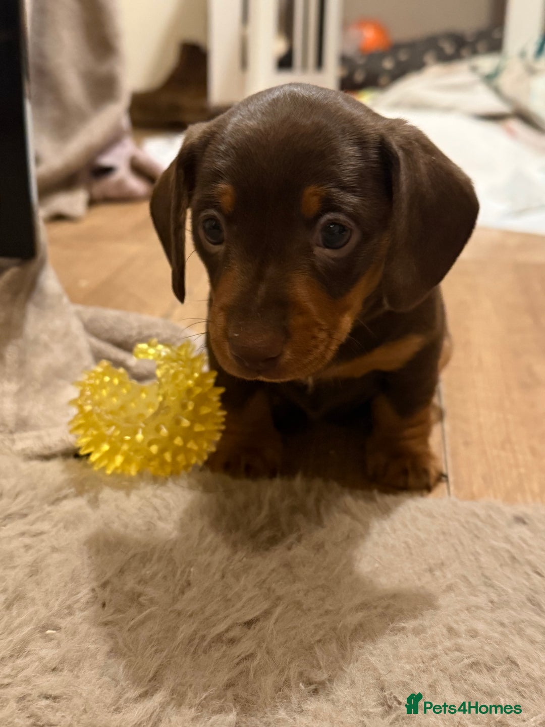 Miniature Dachshund dogs for sale:  Chocolate miniature dachshund  - Advert 9