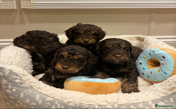 Cockapoo dogs - Advert 1