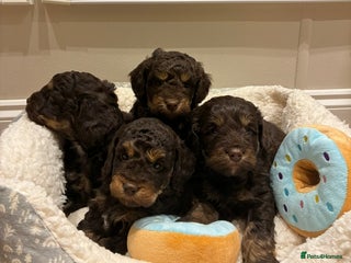 Cockapoo dogs - Advert 26