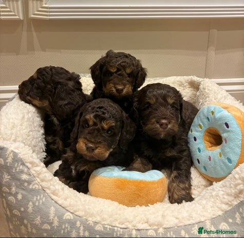 Cockapoo dogs - Advert 4