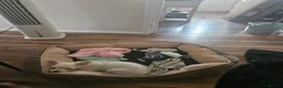 Chihuahua dogs for sale: 4 month little girl - Advert 5
