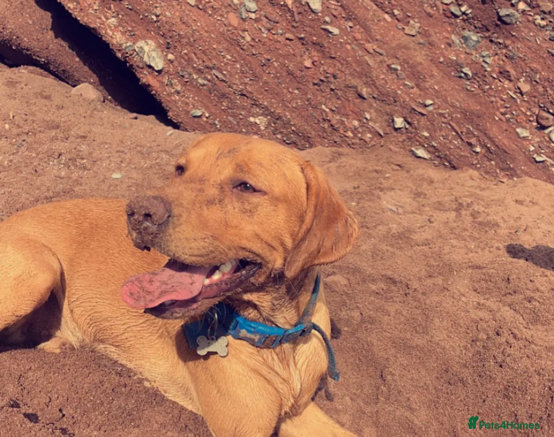 Labrador Retriever dogs for stud: Fox red lab for stud - proven - Advert 10