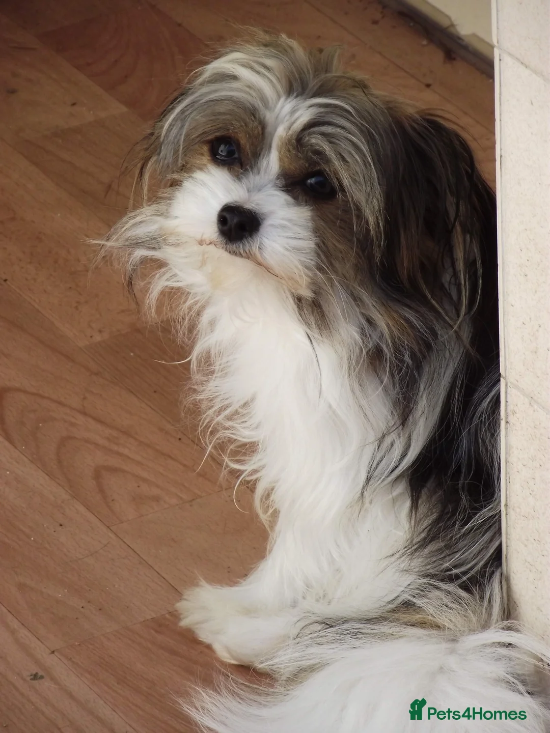 Gallery Image {{count}}