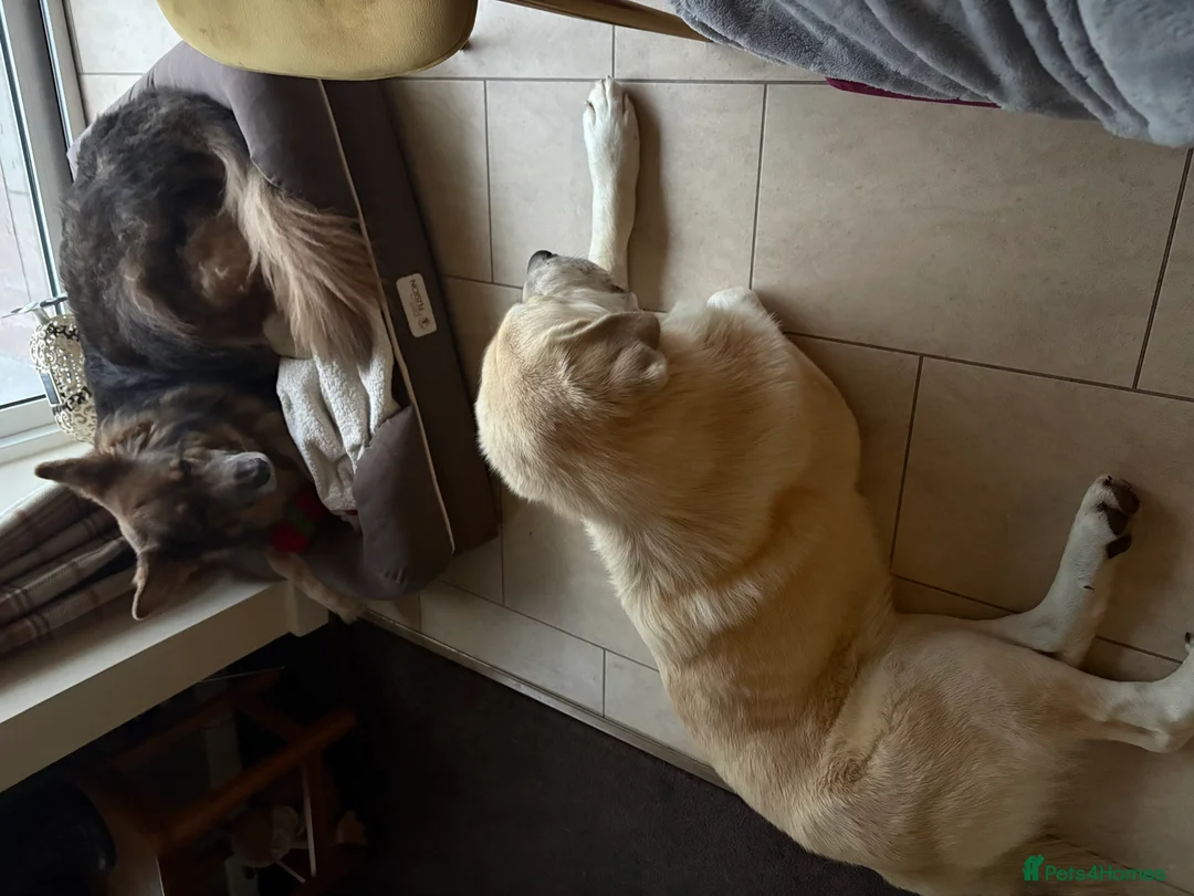 Mixed Breed dogs for sale: Gorgeous goofy Asprouli looking for his home - Advert 8