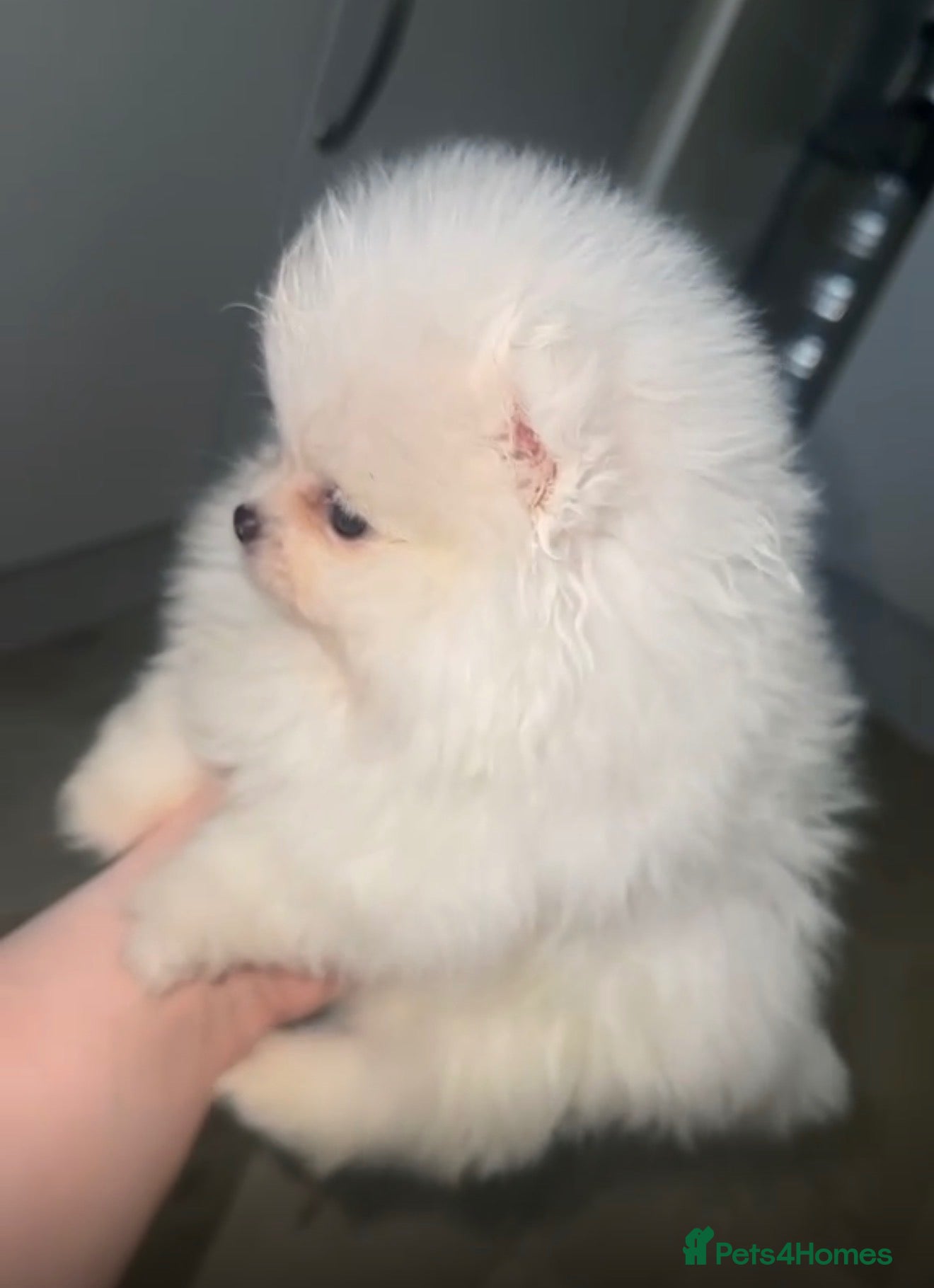 Pomeranian dogs Perfect Pomeranian’s  - Advert 9