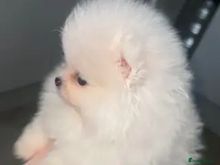 Pomeranian dogs Perfect Pomeranian’s - Advert 2