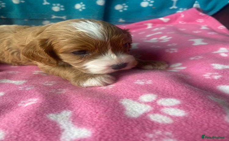 Cavapoo dogs - Advert 6