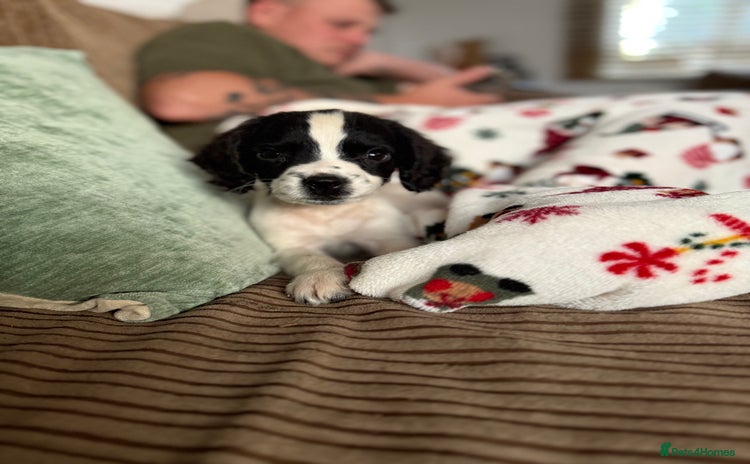 English Springer Spaniel dogs - Advert 2