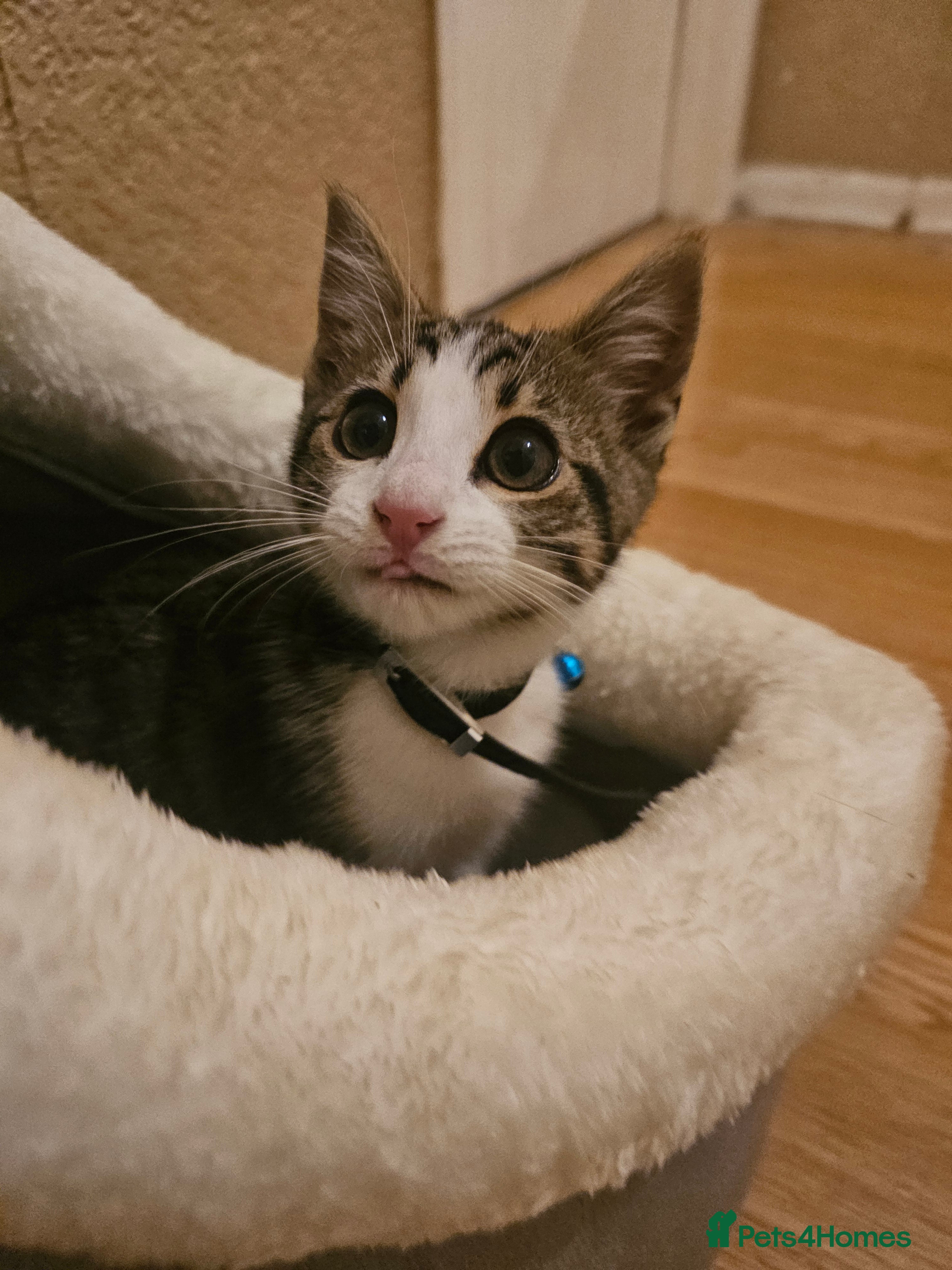 Mixed Breed cats Bengal Mix Kitten (Spayed) - Advert 1