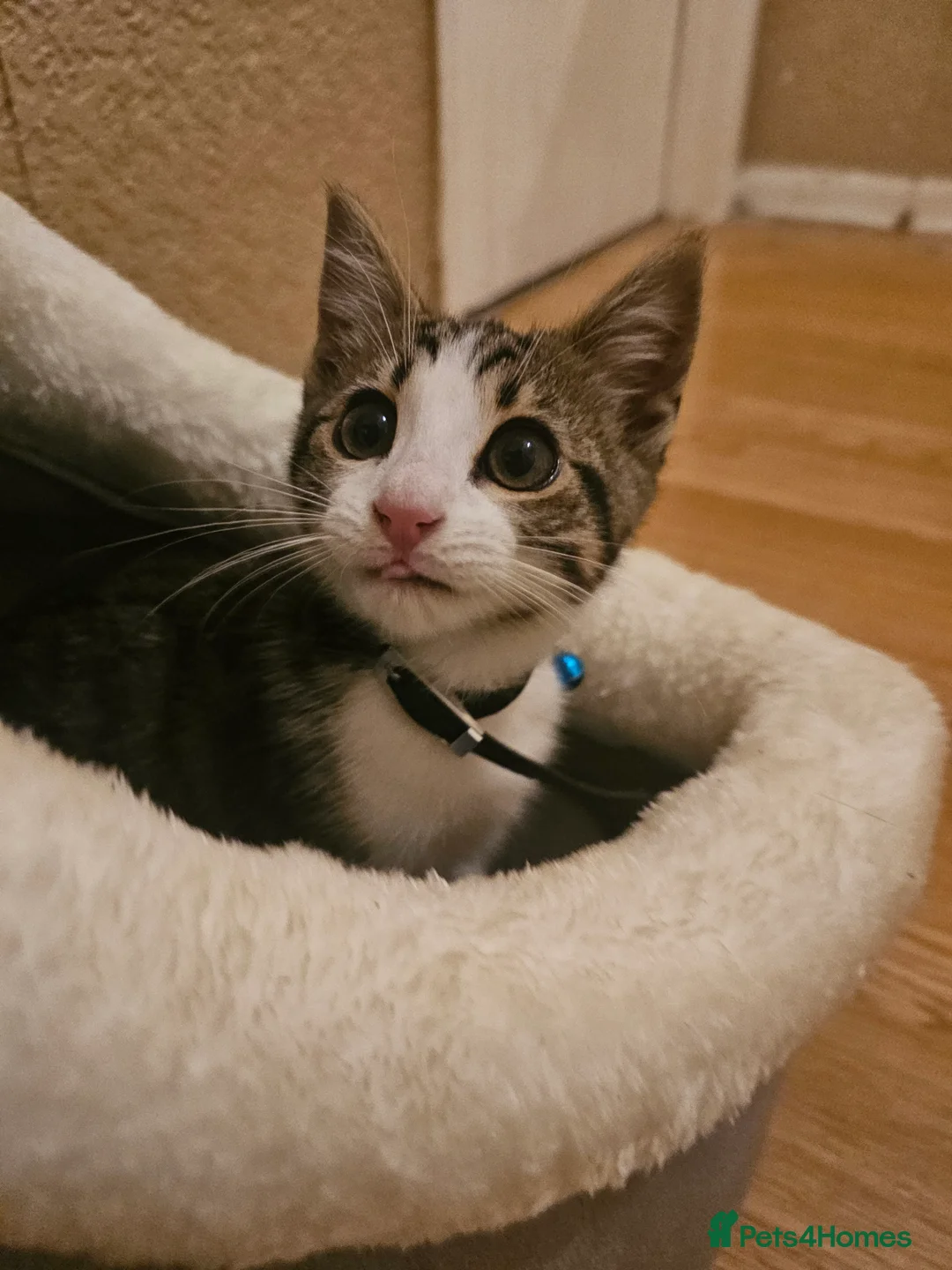 Mixed Breed cats for sale: Bengal Mix Kitten (Spayed) - Advert 1