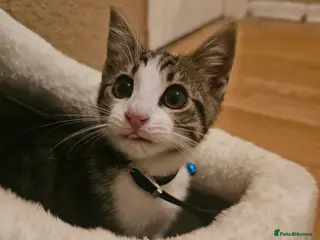 Mixed Breed cats Bengal Mix Kitten (Spayed) - Advert 1