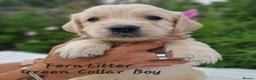 Golden Retriever dogs for sale: Quality Golden Retriever Puppies - Advert 12