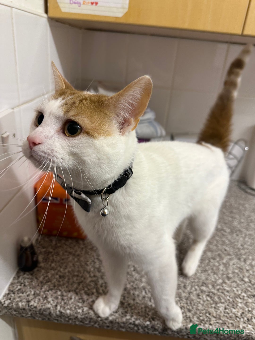 Mixed Breed cats for sale: Sweet boy  - Image 5
