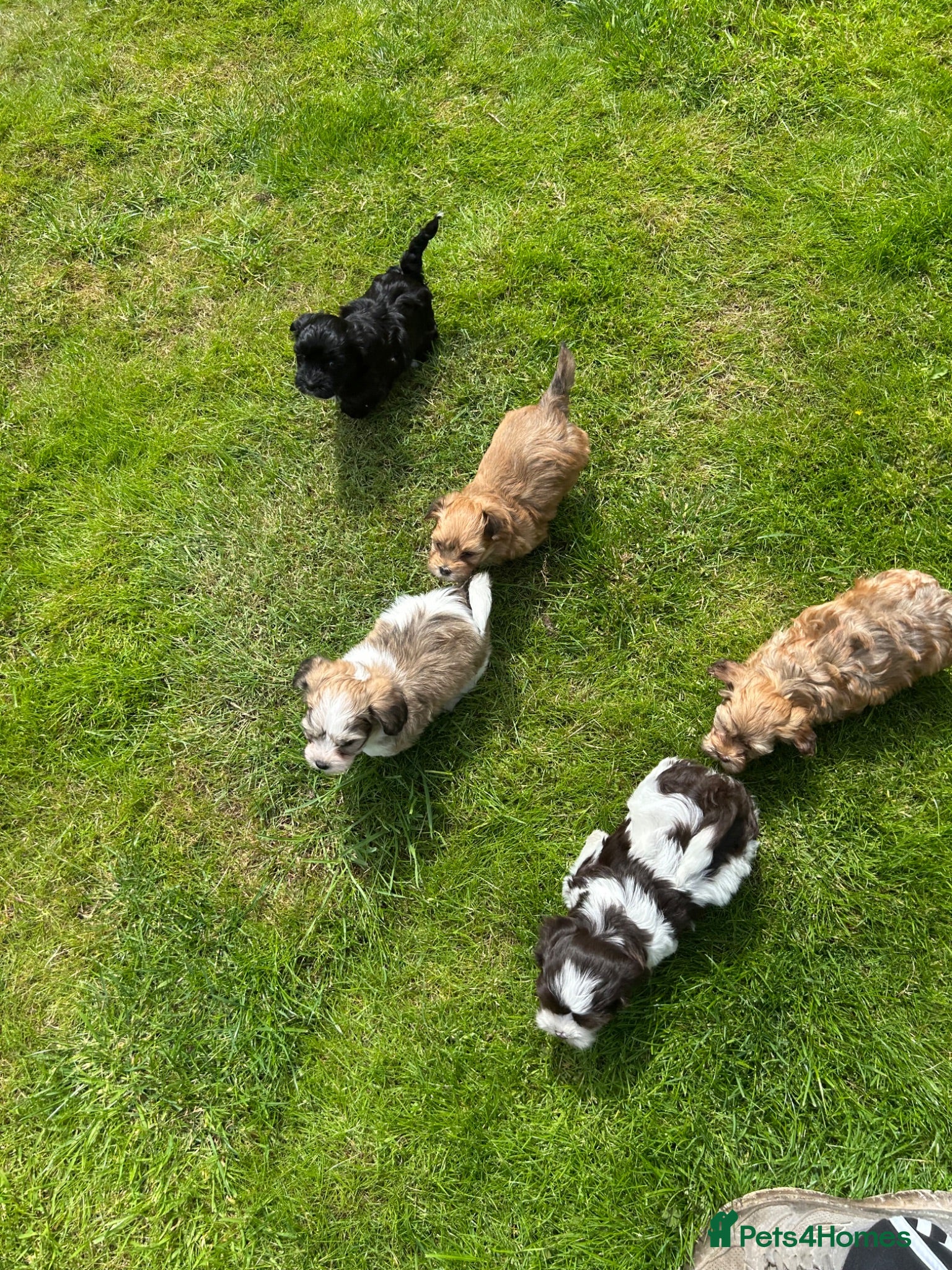 Havanese dogs 8 Exceptional colours KC reg Havanese puppies  - Advert 3