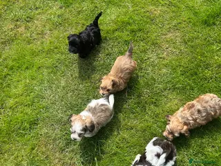 Havanese dogs 8 Exceptional colours KC reg Havanese puppies - Advert 3