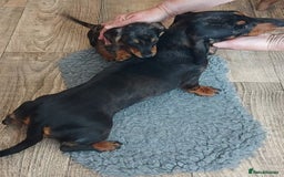 Miniature Dachshund dogs for sale: Beautiful litter of 6 true to type miniature pups. - Image 6