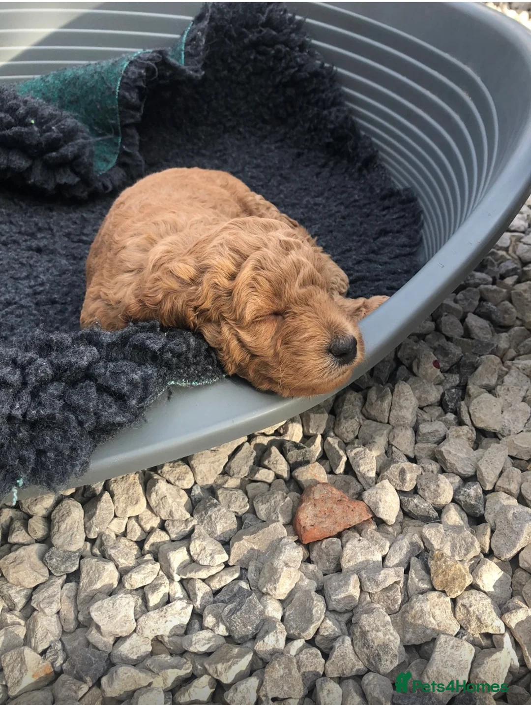 Labradoodle dogs for stud: Stud miniature labradoodle  - Advert 13