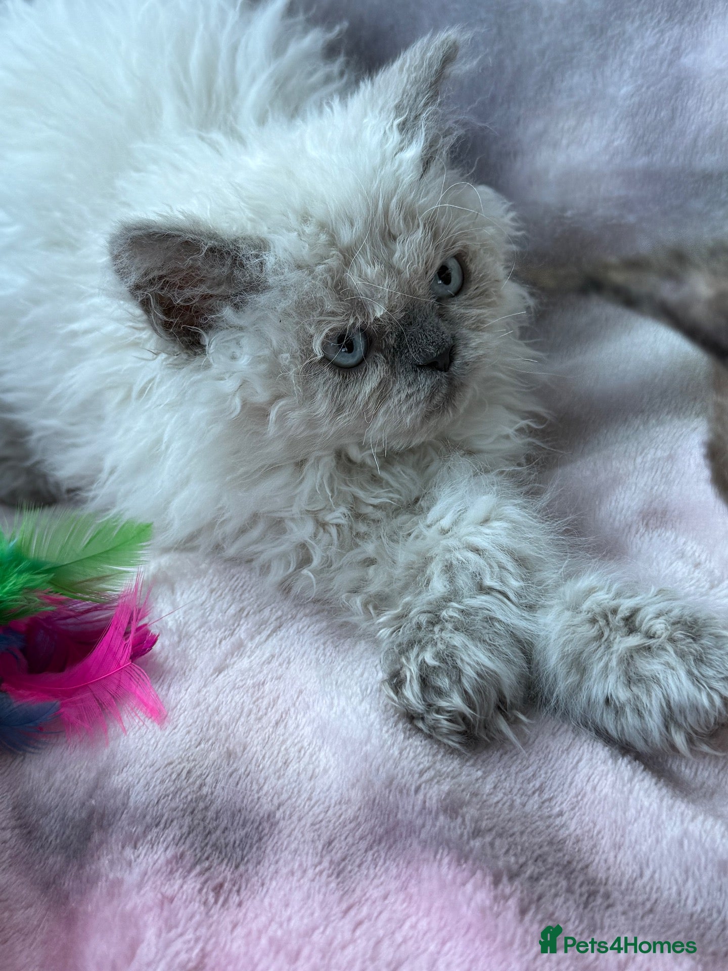 Selkirk Rex cats Beautiful Colour point kittens  - Advert 1