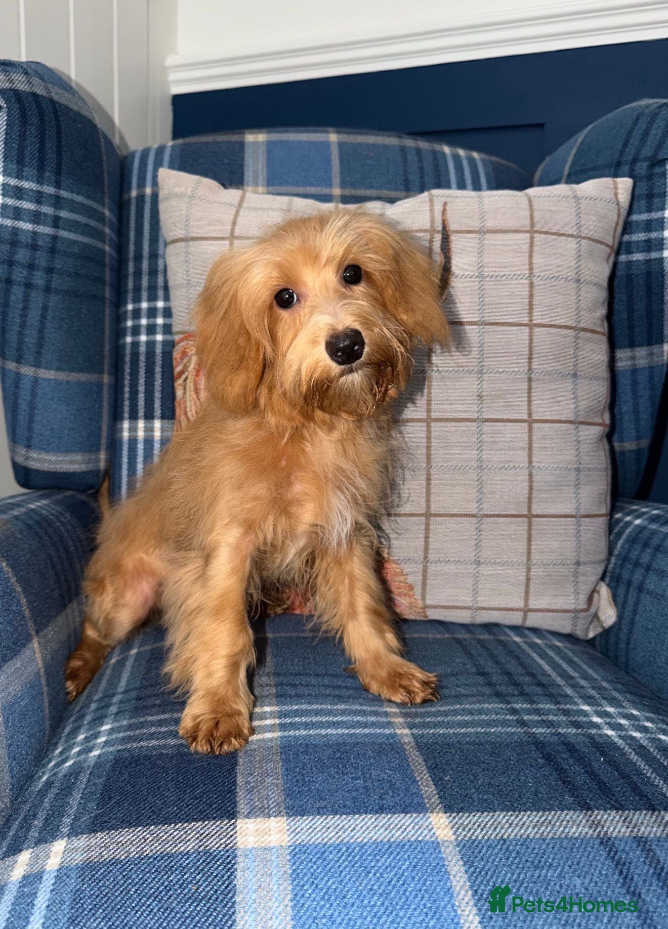 Shihpoo dogs 🩷Beautiful Shihpoo Puppies READY NOW 🧡 - Advert 1