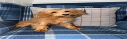 Shihpoo dogs for sale: 🩷Beautiful Shihpoo Puppies READY NOW 🧡 - Advert 9