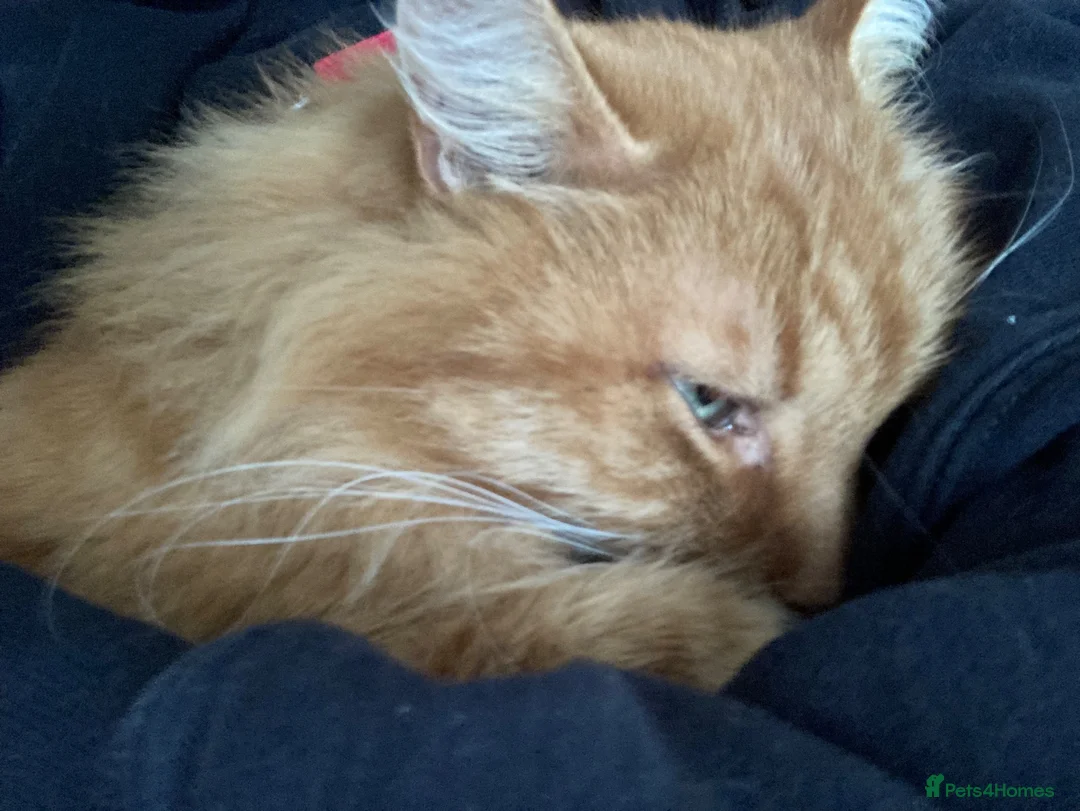 Maine Coon cats for sale: Barney (Ginger Maine Coon X British Longhair) in Tunbridge Wells - Advert 2