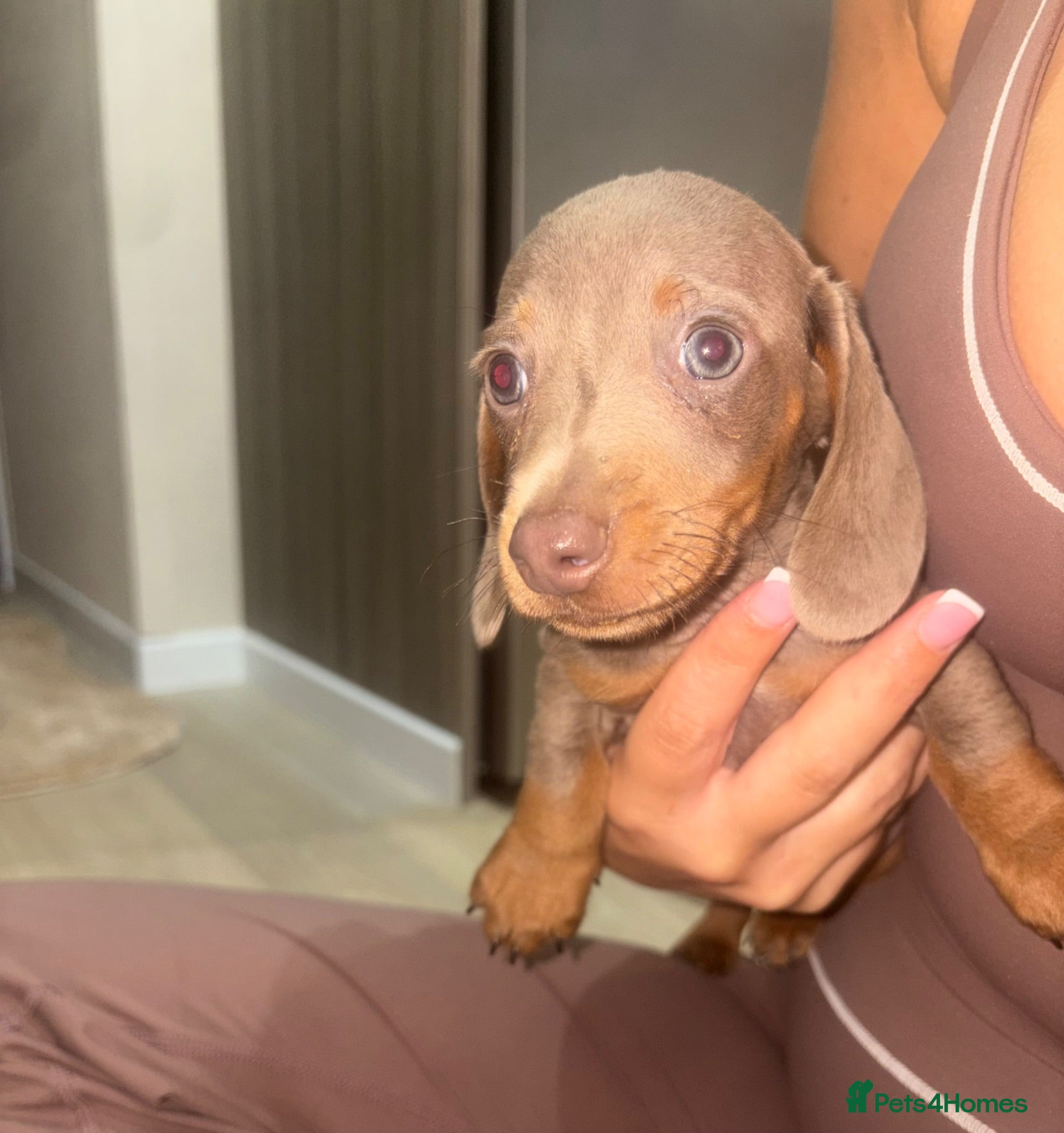 Miniature Dachshund dogs 💎🐾 Gorgeous Isabella Dachshund Boys 🐾💎 - Advert 15