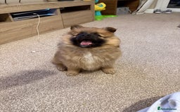German Spitz dogs for sale: German spitz - Image 5