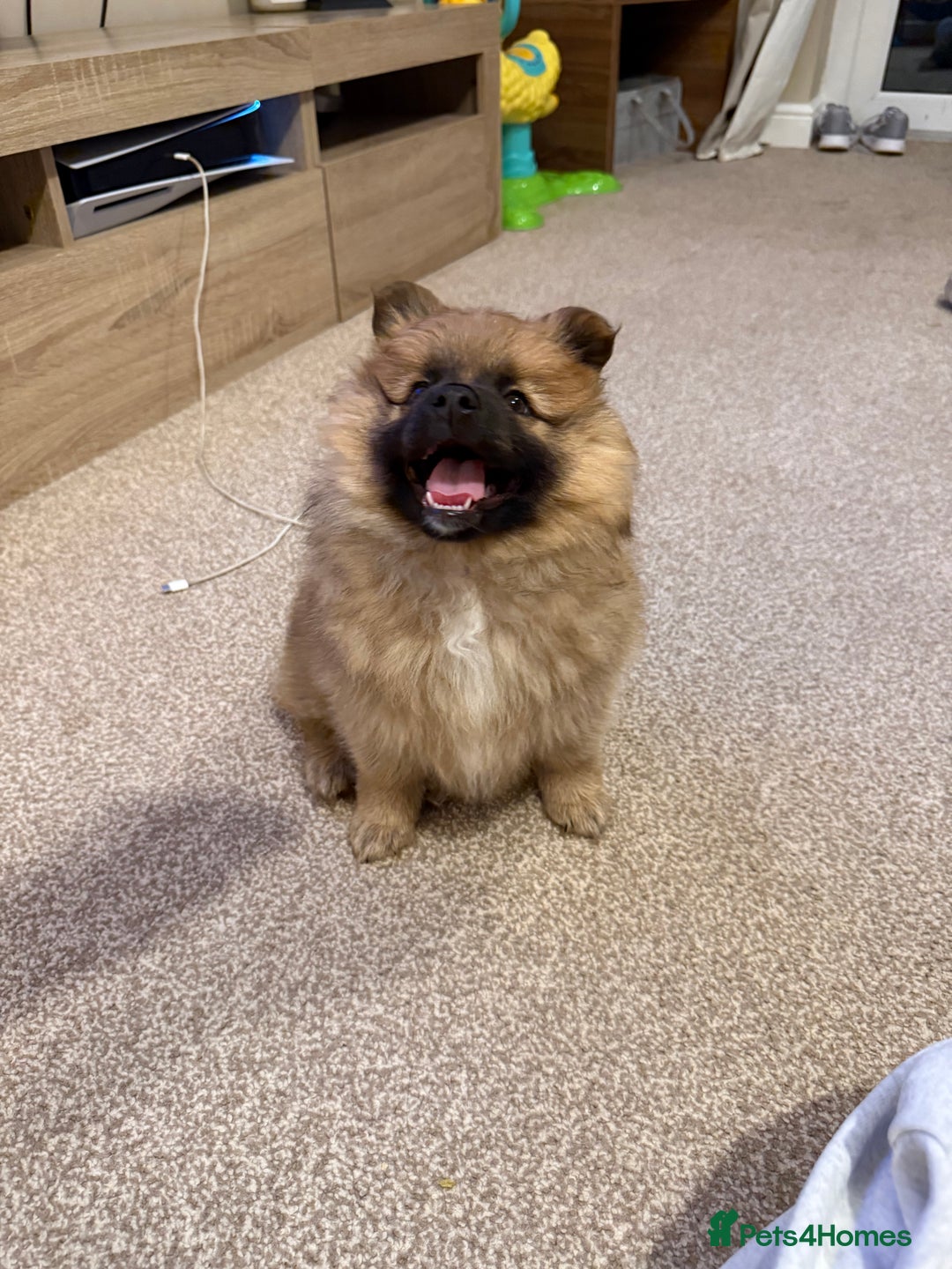 German Spitz dogs for sale: German spitz - Image 5