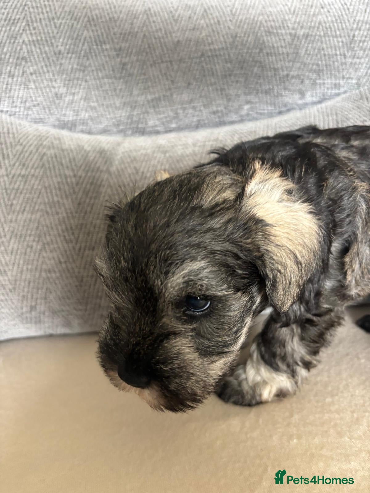 Miniature Schnauzer dogs for sale: Beautiful Miniature Schnauzers  - Advert 8