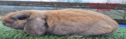 Mini Lop rabbits for sale: Various Adult Mini Lops - Advert 20